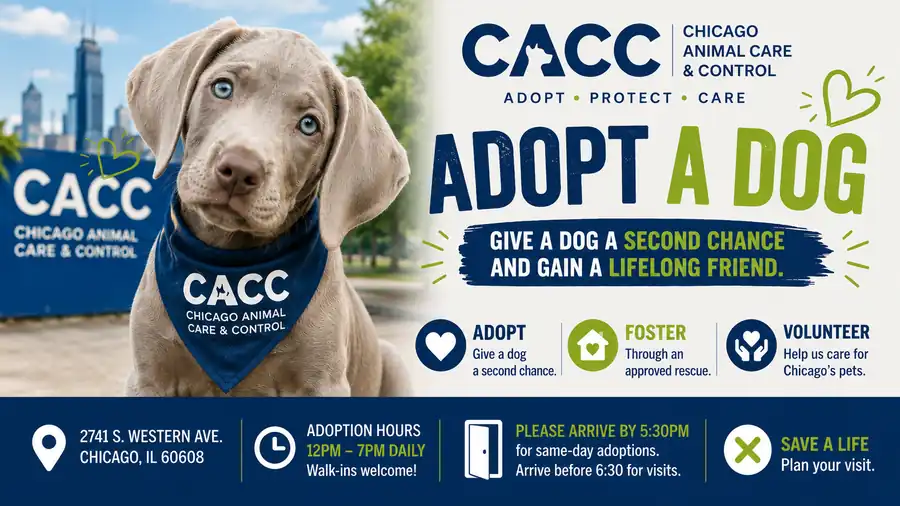 Adopt a dog from cacc.