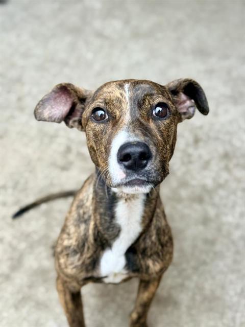 Cola at Chicago Animal Care and Control