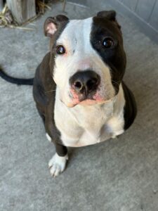 Velour, adoptable American Pit Bull Terrier at Chicago Animal Care and Control