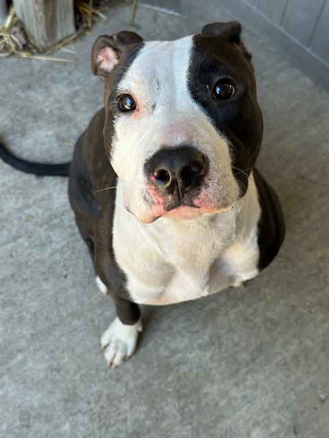 Velour at Chicago Animal Care and Control