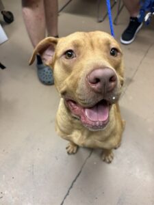 Fletcher, adoptable American Pit Bull Terrier at Chicago Animal Care and Control