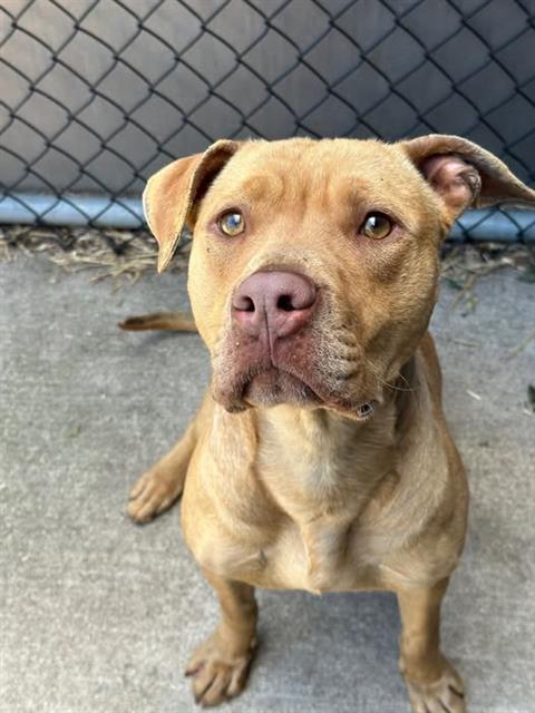 Fletcher, adoptable American Pit Bull Terrier at Chicago Animal Care and Control