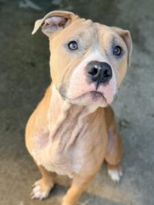 Wrinkles, adoptable American Pit Bull Terrier at Chicago Animal Care and Control