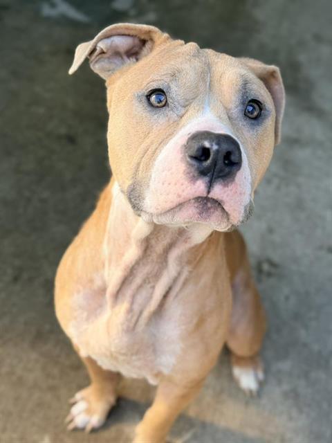 Wrinkles, adoptable American Pit Bull Terrier at Chicago Animal Care and Control