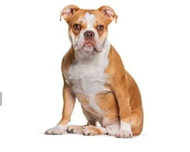 American Bulldog