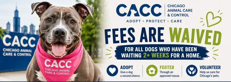 Chicago Animal Care and Control information