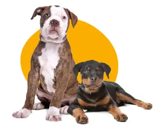 See all adoptable dog videos