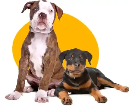 Chicago Dog Adoptions