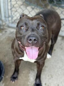 Tamaki, adoptable American Pit Bull Terrier at Chicago Animal Care and Control