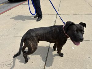 Poncho, adoptable American Pit Bull Terrier at Chicago Animal Care and Control