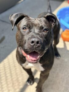 Poncho, adoptable American Pit Bull Terrier at Chicago Animal Care and Control