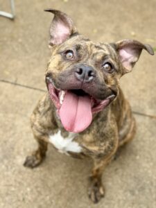 Palmer, adoptable American Pit Bull Terrier at Chicago Animal Care and Control