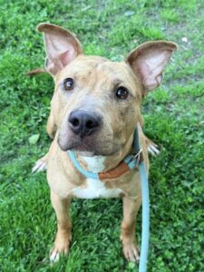 Shiitake, adoptable American Pit Bull Terrier at Chicago Animal Care and Control
