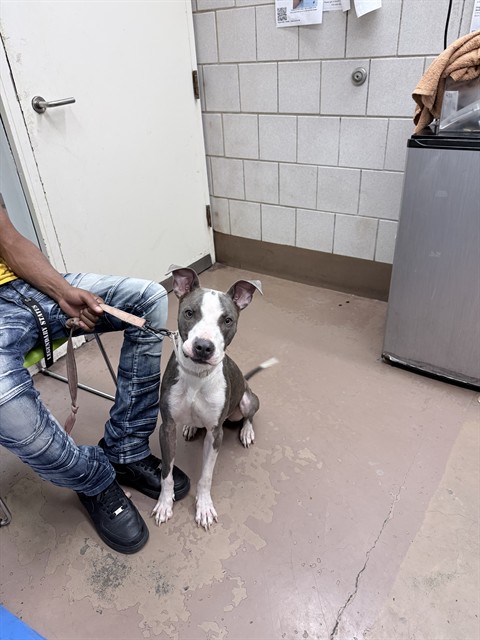Forest at Chicago Animal Care and Control