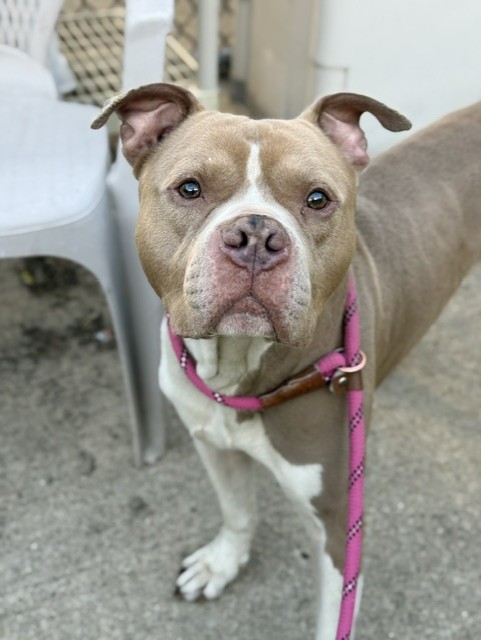 Baltimore, adoptable American Pit Bull Terrier at Chicago Animal Care and Control
