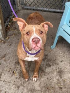 Henny, adoptable American Pit Bull Terrier at Chicago Animal Care and Control