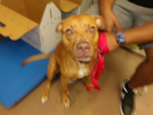 Craig, adoptable American Pit Bull Terrier at Chicago Animal Care and Control