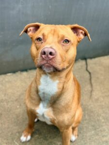 Craig, adoptable American Pit Bull Terrier at Chicago Animal Care and Control