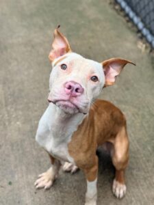 Seadragon, adoptable American Pit Bull Terrier at Chicago Animal Care and Control