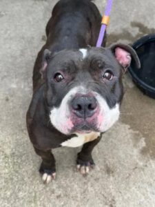 Spinderella, adoptable American Pit Bull Terrier at Chicago Animal Care and Control
