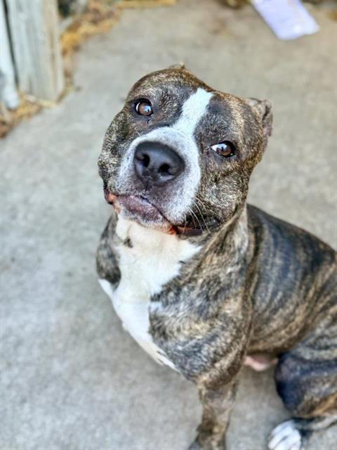 Tonka at Chicago Animal Care and Control