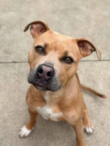 Golly, adoptable American Pit Bull Terrier at Chicago Animal Care and Control