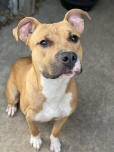 Krug, adoptable American Pit Bull Terrier at Chicago Animal Care and Control