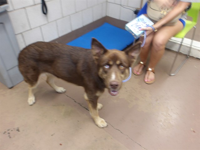 Frankie at Chicago Animal Care and Control