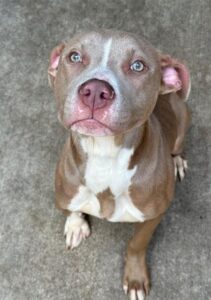 Acrobat, adoptable American Pit Bull Terrier at Chicago Animal Care and Control