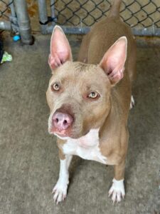 Ragtime, adoptable American Pit Bull Terrier at Chicago Animal Care and Control