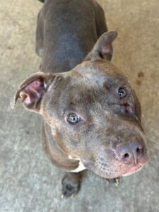 Haberdasher, adoptable American Pit Bull Terrier at Chicago Animal Care and Control