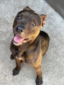 Sali, adoptable American Pit Bull Terrier at Chicago Animal Care and Control