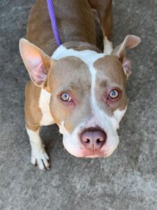Spoonful, adoptable American Pit Bull Terrier at Chicago Animal Care and Control