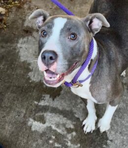 Danica, adoptable American Pit Bull Terrier at Chicago Animal Care and Control