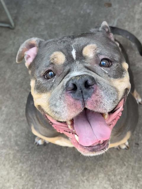 Edwina at Chicago Animal Care and Control
