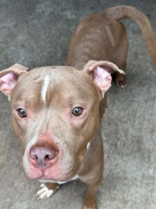Pinstripe, adoptable American Pit Bull Terrier at Chicago Animal Care and Control