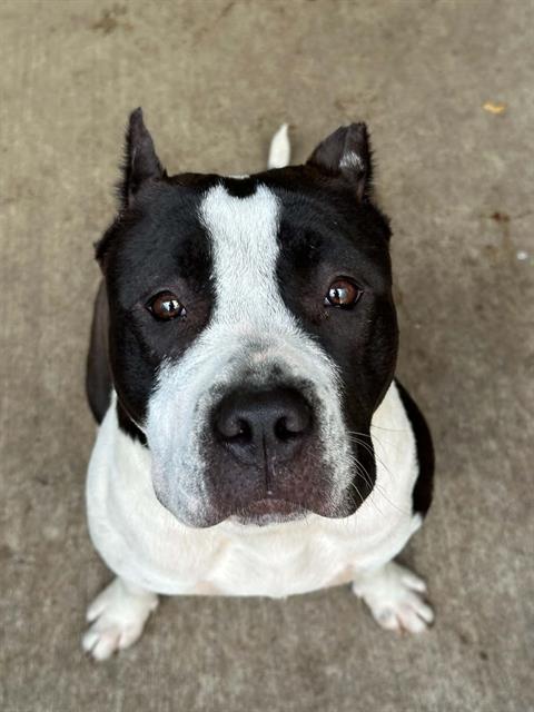 Harvest, adoptable American Pit Bull Terrier at Chicago Animal Care and Control