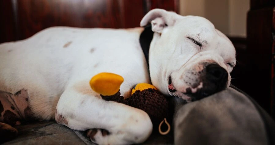 American Bulldog breed guide