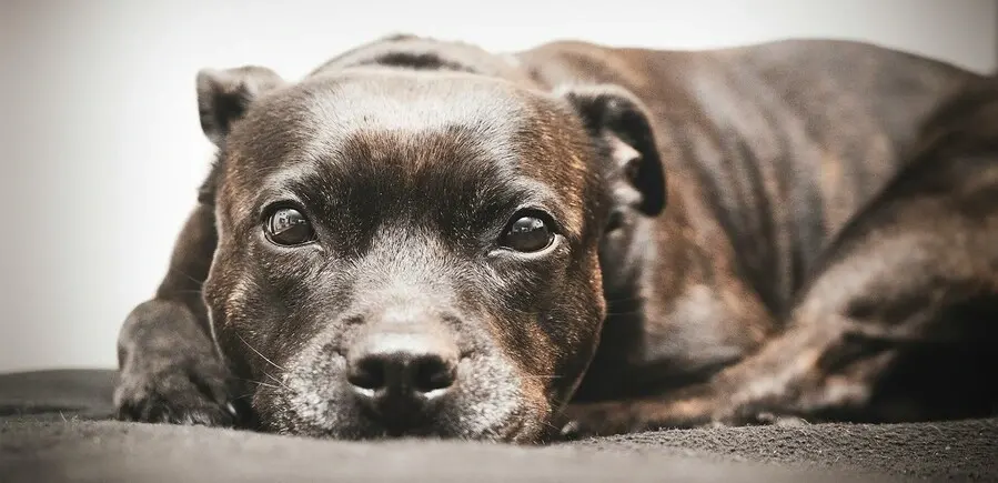 American Staffordshire Terrier breed guide