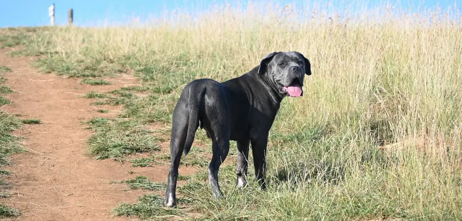 Cane Corso breed guide