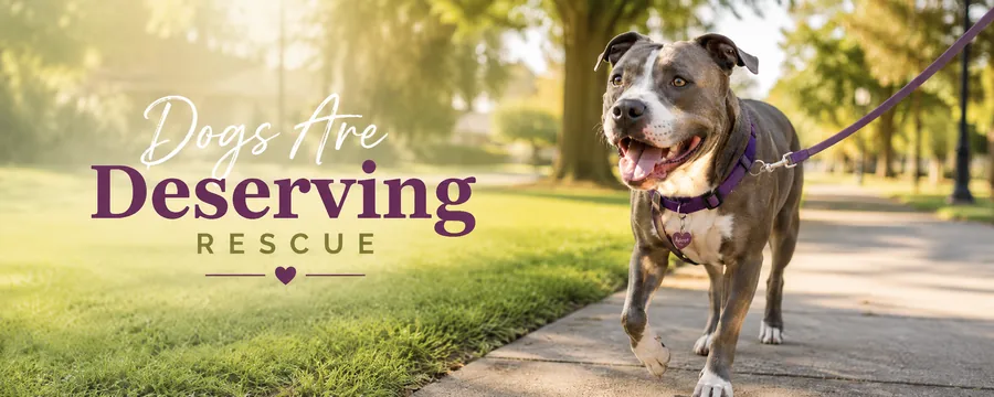 Dogs are Deserving Pitbull walking on a sidewalk,