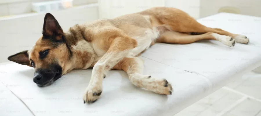 German Shepherd breed guide