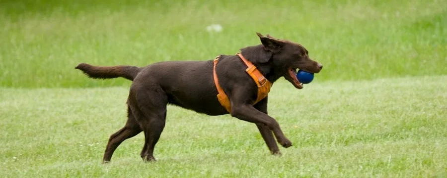 Labrador Retriever breed guide