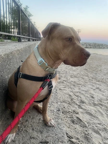 Winston the American Pit Bull Terrier enjoying a Northside Chicago beach.