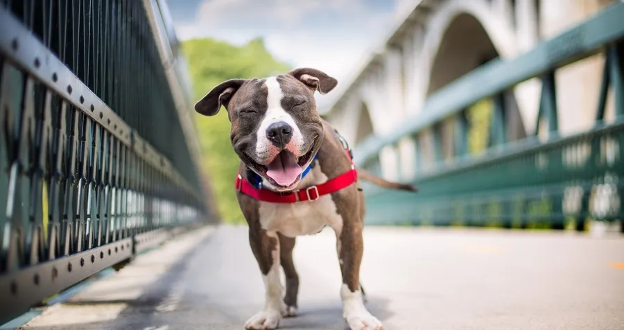 Pit Bull breed guide