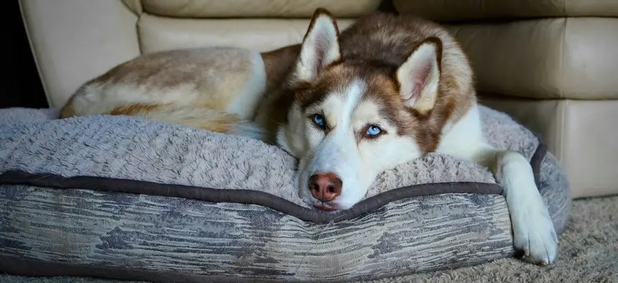 Siberian Husky breed guide