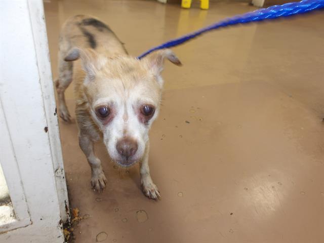 Jojo at Chicago Animal Care and Control