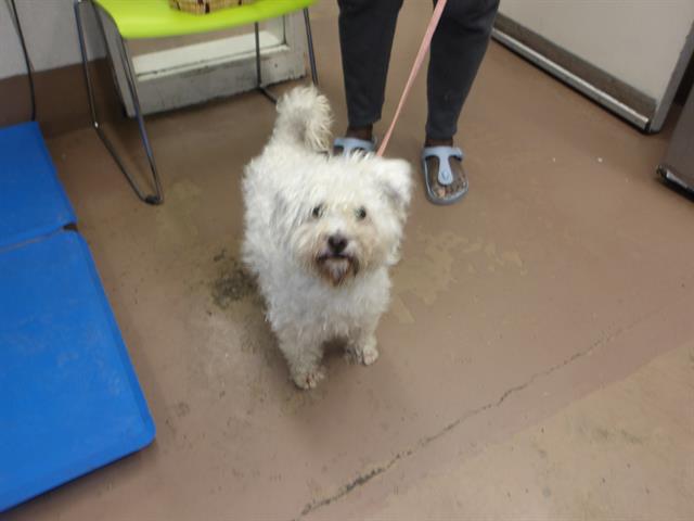 Koketa at Chicago Animal Care and Control