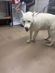 Princess, adoptable dog at Chicago Animal Care and Control