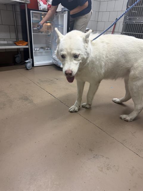 Princess at Chicago Animal Care and Control